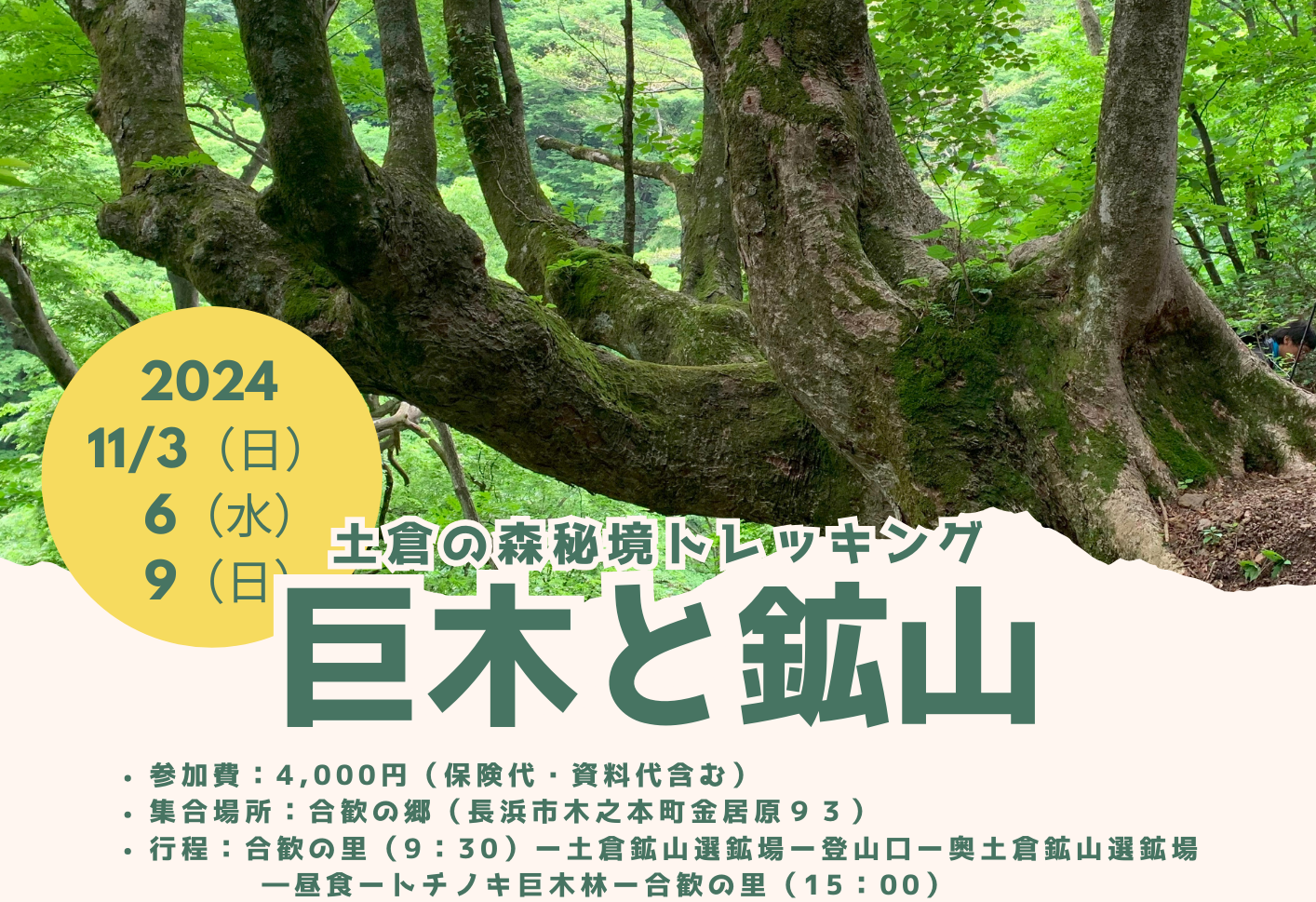 土倉の森秘境トレッキング巨木と鉱山2024 – もりのもり